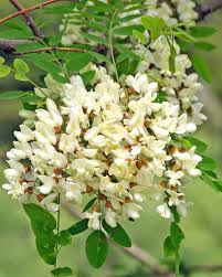 90+ vectors, stock photos & psd files. Black Locust Tree Or False Acacia Pruning Care Planting