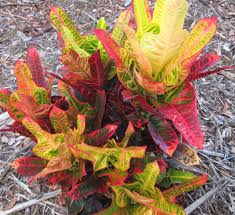 Image result for Croton kilwae