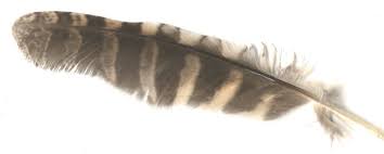 Owl Feather Energy Healing Owl Feather Feather Identification Feather Meaning