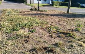 Check spelling or type a new query. How To Reseed Your Lawn With Grass And Microclover