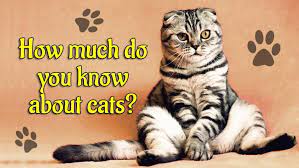 Here's a look at some of the most. How Much Do You Know About Cats Trivia Quiz