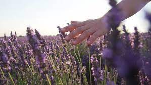 Slow Motion Close Up Hand Touching Purple Flowers In Beautiful Lavender Field At Golden Sunset Flower Field Flowers Purple Flowers