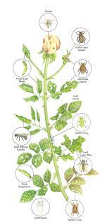 Damask roses should never be cut back. Identifying And Controlling Garden Pests Nashville Rose Society