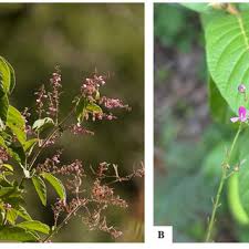 Image result for Sonchus dregeanus