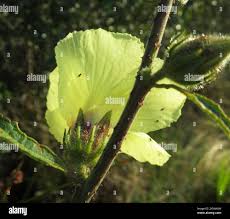 Image result for Hibiscus diversifolius