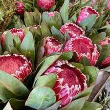 Image result for Protea enervis