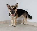 Corgi Puppies for Sale - Adoptapet