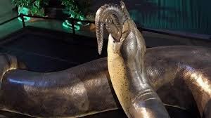 Penilain tentang ular terbesar di dunia dilakukan dengan mengukur berat ataupun panjang tubuh ular. Ngeri Monster Ular Satu Ini Ukurannya Terbesar Di Dunia Piton Dan Anaconda Belum Ada Apa Apanya Pos Belitung