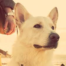 Quality care for companion animals. Vca Alameda East Veterinary Hospital Pets For Patriots