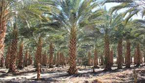 Deep aquifers existed under the california valley providing perfect conditions for dates. Medjool Date Palms Appear To Demonstrate Resistance To Lethal Yellowing Disease