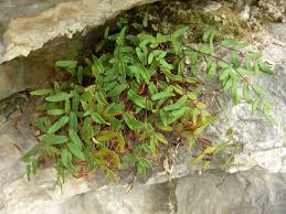 Image result for Pellaea