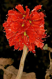 Image result for Greyia