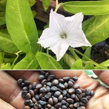 Image result for Ipomoea aquatica