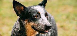 The Australian Cattle Dog Modern Dog Magazine