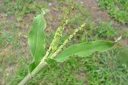 Image result for Urochloa panicoides