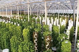 Image result for farming vertical 