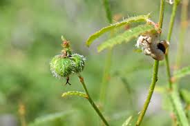 Image result for Tragia rupestris