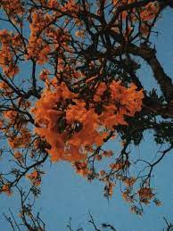 Choose from hundreds of free cool wallpapers. Aesthetic Wallpapers Orange And Blue Novocom Top