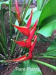 Pin On Heliconias