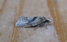 Image result for Cochylidia implicitana