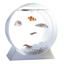 Be Awesome Have Your Own Pet Jellyfish Pet Jellyfish Jellyfish Tank Cool Fish Tanks