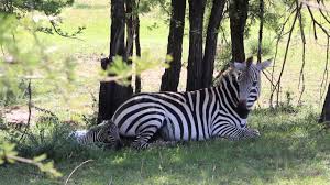 Family alliances with zebras are for life. Zebra Lives In Where Do Zebras Live Zebras Habitat Wild Zebras Live In Africa Trends In Youtube