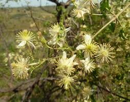 Image result for Clematis brachiata