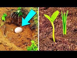It took from 10 to 15 days. This Video With Time Lapse Shows You Easy Method On How To Germinate A Mango Seed And How To Grow A Mango Tr Garden Fertilizer Vegetable Garden Planning Plants