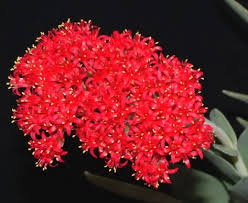 Image result for Crassula morrumbalensis