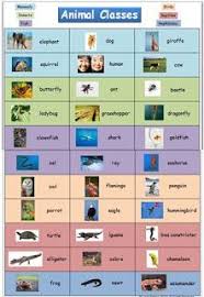 animal classification chart with photos animal