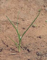 Image result for Commelina subulata