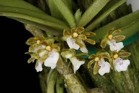 Image result for Eulophia elegans