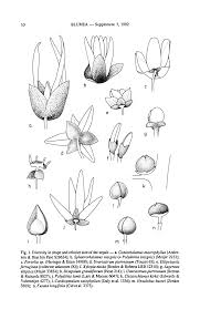 Image result for Polyceratocarpus gossweileri