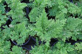 Image result for Selaginella tenerrima
