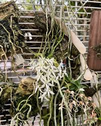 Image result for Mystacidium