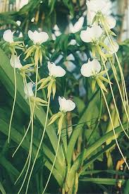 Image result for Angraecum chamaeanthus