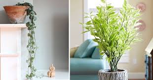 Succulents and cacti need at least 4 to 6 hours of indirect, filtered sunlight every day. 22 Shade Tolerant Succulents To Grow Where Nothing Grows Balcony Garden Web