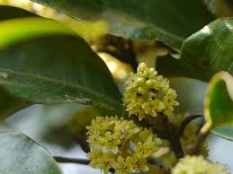 Image result for Beilschmiedia