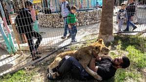 Jun 16, 2021 · foto: Hewan Hewan Di Kebun Binatang Gaza Mendapat Rumah Baru