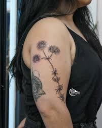 California buckwheat (Eriogonum fasciculatum) tattoo for an ecologist! This  plant blooms in the deserts of California and provides important food  sources for pollinators. The flower umbels look like cute little pom poms