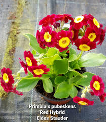 Image result for Primula x pubescens