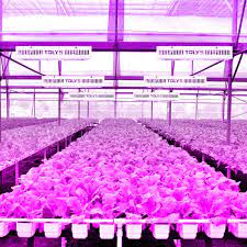 Led grow lights stimulate healthy growth, flowering and yield without wasting energy, making. Buy Tolys Led Grow Light 1000w Led Plant Grow Lights For Indoor Plants Full Spectrum Dual Chip Design Grow Lamps Double Switch Veg And Bloom With Humidity Monitor Timer Adjustable Rope And