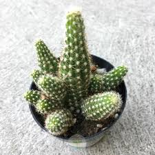 Can anyone give me some advice (from experience) on how to care for the peanut cactus in my locale? Photo Of The Seedling Or Young Plant Of Peanut Cactus Echinopsis Rose Quartz Posted By Blueoddish Garden Org