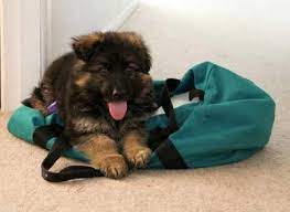 German Shepherd Puppies Price In Chennai Zoe Fans Blog German Shepherd Puppies German Shepherd Puppies Price German Shepherd