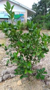 Limau purut, kasturi dan lemon sangat senang ditanam. Limau Kasturi Pokok Limau Kasturi Sudah Berbuah Shopee Malaysia