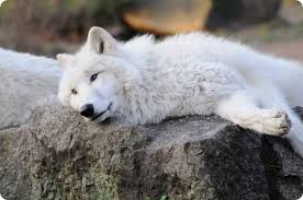 Check spelling or type a new query. Gaya Hidup Dan Habitat Serigala Kutub Serigala Kutub