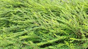 Image result for Phyllanthus paxii