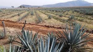 In this video i will show you how to propagate succulents, cactus and my beautiful new agave. Tequila Agave Stock Video Footage 4k And Hd Video Clips Shutterstock