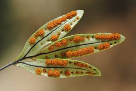 Image result for Amblovenatum