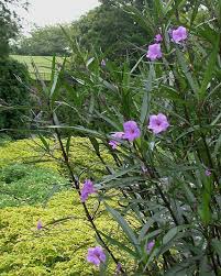 Image result for Ruellia praetermissa